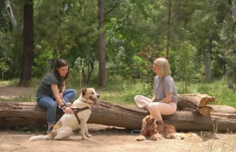 Pet Stories