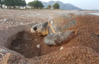 Θαλάσσια χελώνα σε παραλία