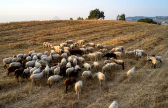 ΕΥΛΟΓΙΑ ΑΙΓΟΠΡΟΒΑΤΑ