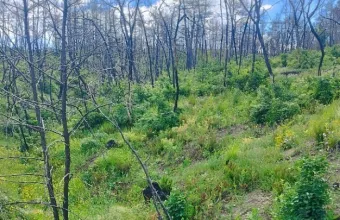 Δάσος Δαδιάς ανάπτυξη ζωής