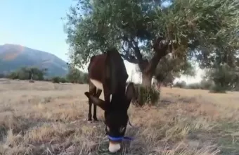 Γηροκομείο για γαϊδουράκια στην Πάτμο