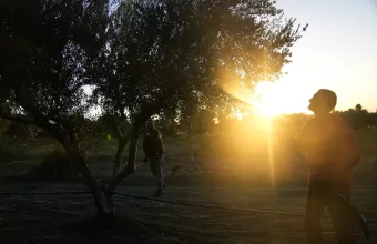 Ελαιόλαδο