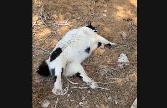 Chonkus Maximus: Η viral γάτα των Χανίων που έγινε τοποθεσία στο Google Maps 