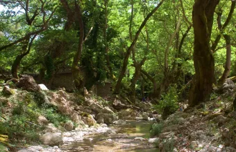 πλατάνια