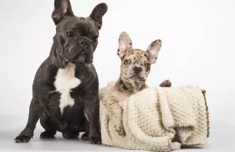 Pet για Instagram Pet για Instagram