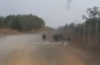 αγριογούρουνα