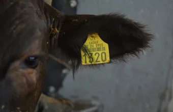 σκουλήκι του νέου κόσμου