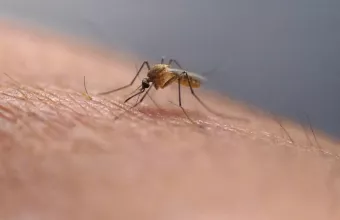 Ιός τσικουνγκούνια