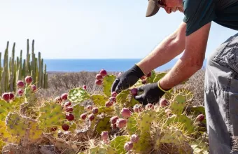 Πώς να μαζέψεις και πώς να καθαρίσεις τα φραγκόσυκα