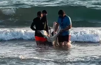 Δελφίνι 