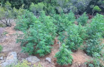 Κρήτη: Φυτεία δενδρυλλίων κάνναβης