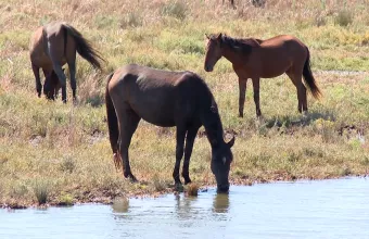 άγρια άλογα στο Δέλτα του Έβρου