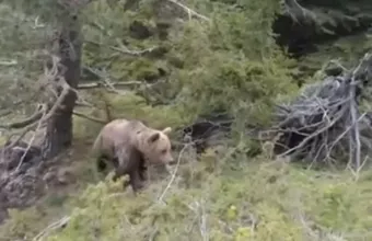 Αρκούδα στη Δράμα