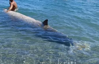 Φάλαινες στην Κρήτη