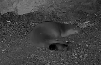 Αλόνησσος: Μεσογειακή φώκια μεγαλώνει το μωρό της σε ανοιχτή παραλία του νησιού