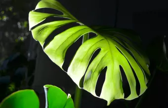 Φυτά που λάμπουν