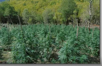 Δενδρύλλια κάνναβης