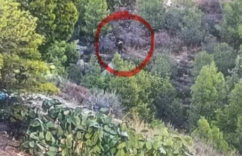 δάσος του Υμηττού