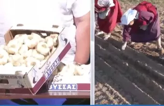 Το σκόρδο της Νέας Βύσσας κατατάσσεται μεταξύ των κορυφαίων παγκοσμίως