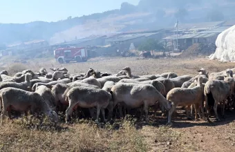 Αιγοπροβατα