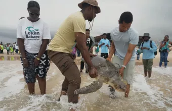 χελώνες στη Νιγηρία
