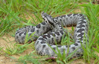 Σοβαρό περιστατικό: Οχιά δάγκωσε ποδοσφαιριστή στο γήπεδο