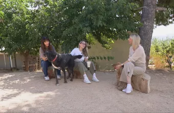 Pet Stories