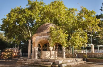 Ο ιστορικός πλάτανος του Ιπποκράτη