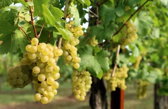 Ποια φρούτα έχουν τα περισσότερα φυτοφάρμακα σύμφωνα με το ΥΠΑΑΤ