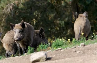 Γρεβενά: Τι συμβαίνει με τα αγριογούρουνα
