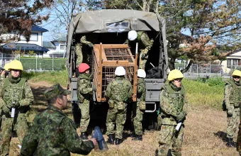 αρκουδες ιαπωνία 