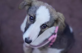 Σκύλος συντροφιάς βλέμμα