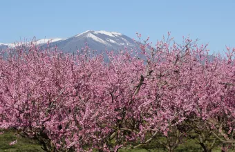 SOS για τις ροδακινιές Ημαθίας