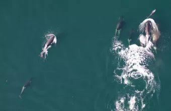 Δελφίνια και όρκες