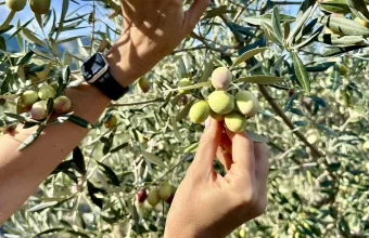 Συγκομιδή ελιάς χέρια