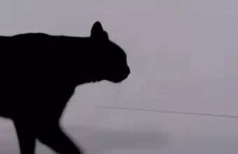 Γάτος ΣΚΑΙ ρομπότ Σοφία