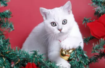 Γιορτές και ασφάλεια για τα κατοικίδια