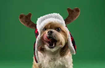 Λιχουδιές για κατοικίδια