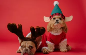 ταξίδι με κατοικίδιο