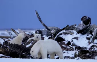 Πολική αρκούδα