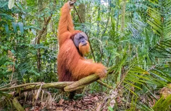 ινδονησια σουματρα ουρακοταγκος