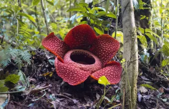 Rafflesia hasseltii