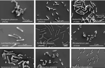 Βακτήρια που ανακάλυψε η NASA