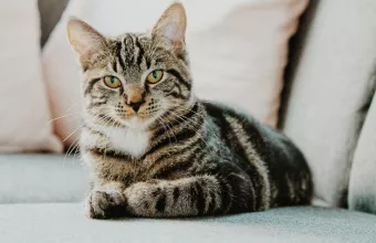 ανεξάρτητες γάτες