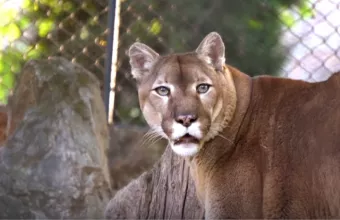 Λιοντάρι του βουνού 