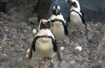  μαυροπόδαροι αφρικανικοί πιγκουίνοι (Μπλάκφουτ )