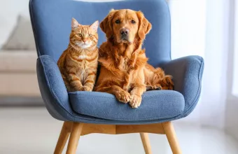 Λαίμαργα ζώα viral