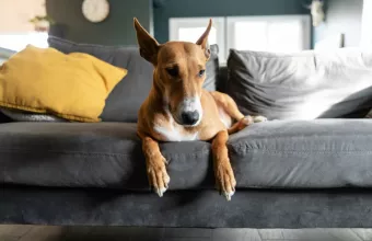 Σκύλοι για διαμέρισμα