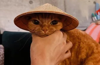 Κατοικίδια και δική μας υγεία