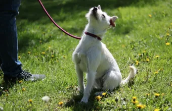 σκύλος εντολή κάτσε κάτω